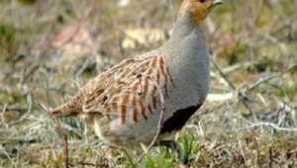 Какъв сив яребник изглежда: описание, живот в природата